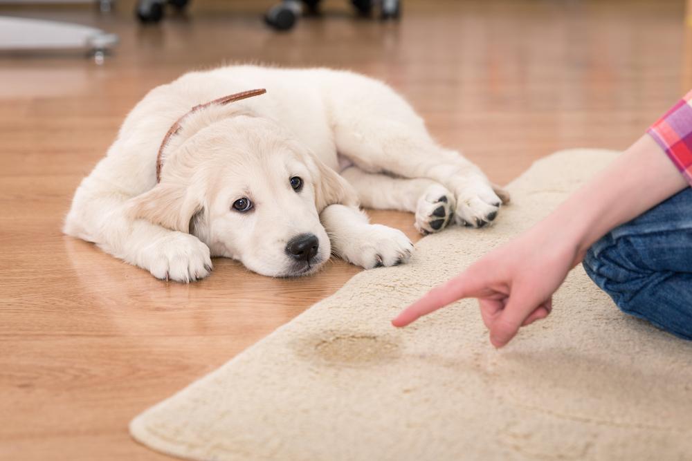 Treating Diabetes in Cats and Dogs