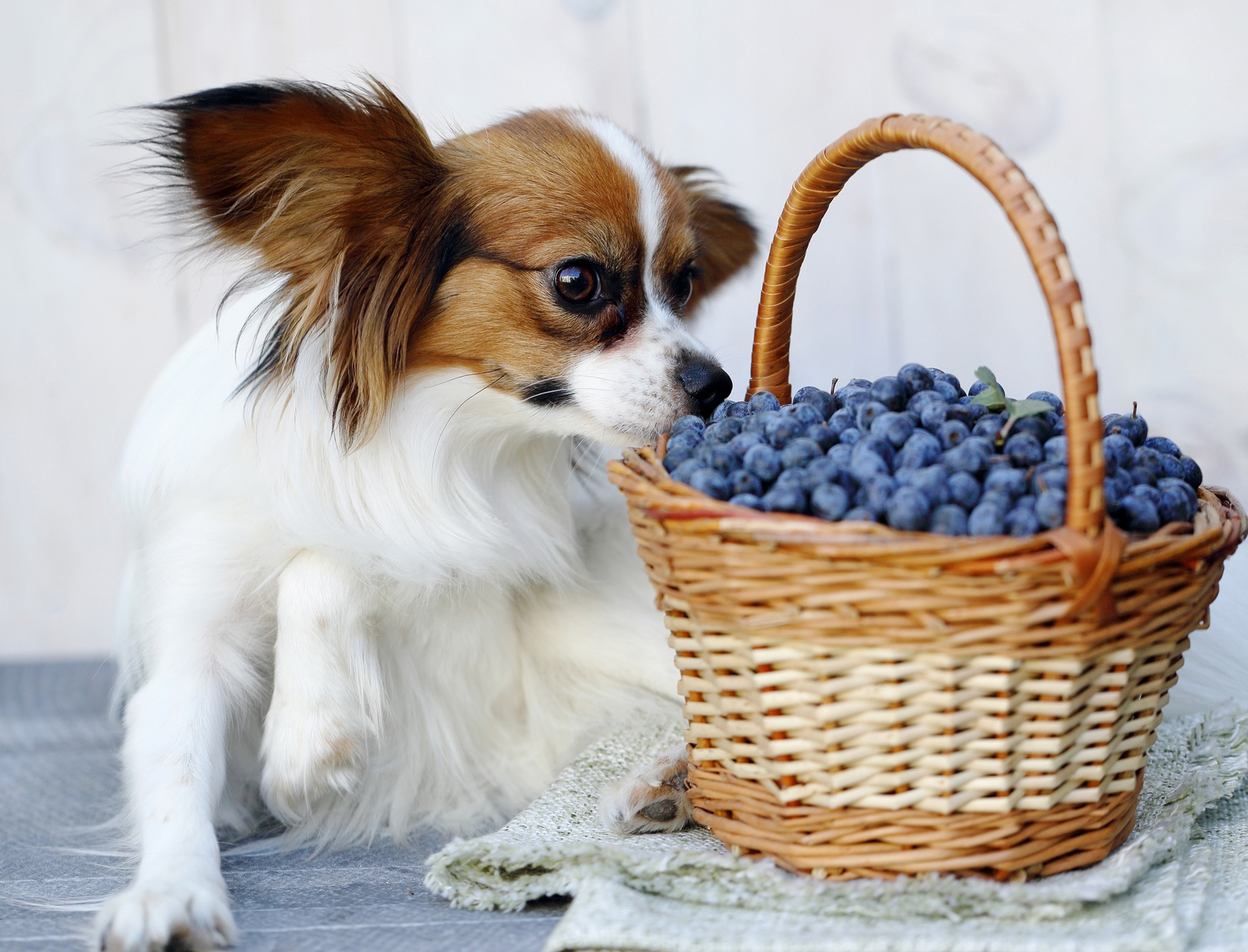 The Top Food Allergies in Cats and Dogs