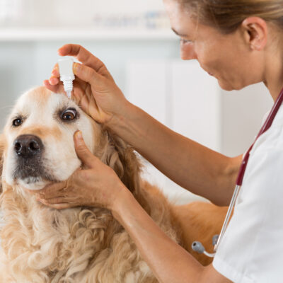 What to Know about Food Allergies in Pets