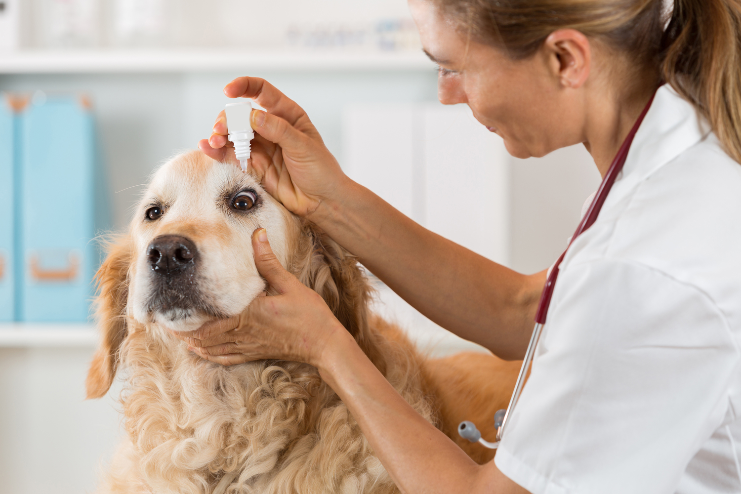 What to Know about Food Allergies in Pets
