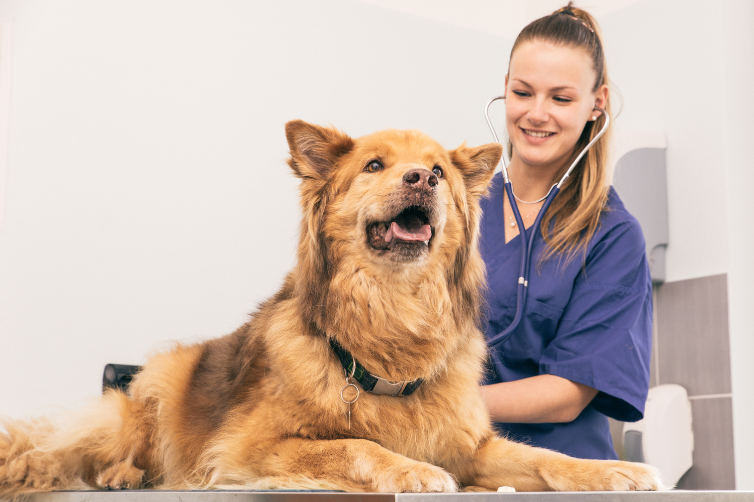 Popular and Effective Flea and Tick Protection for Dogs