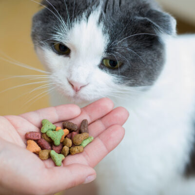 Best Healthy Cat Treats