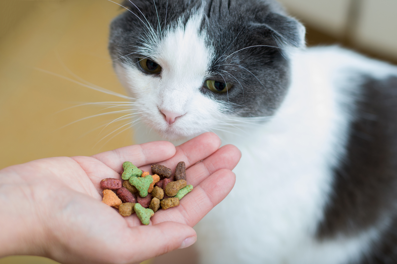 Best Healthy Cat Treats