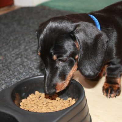 Healthy Foods for Dog