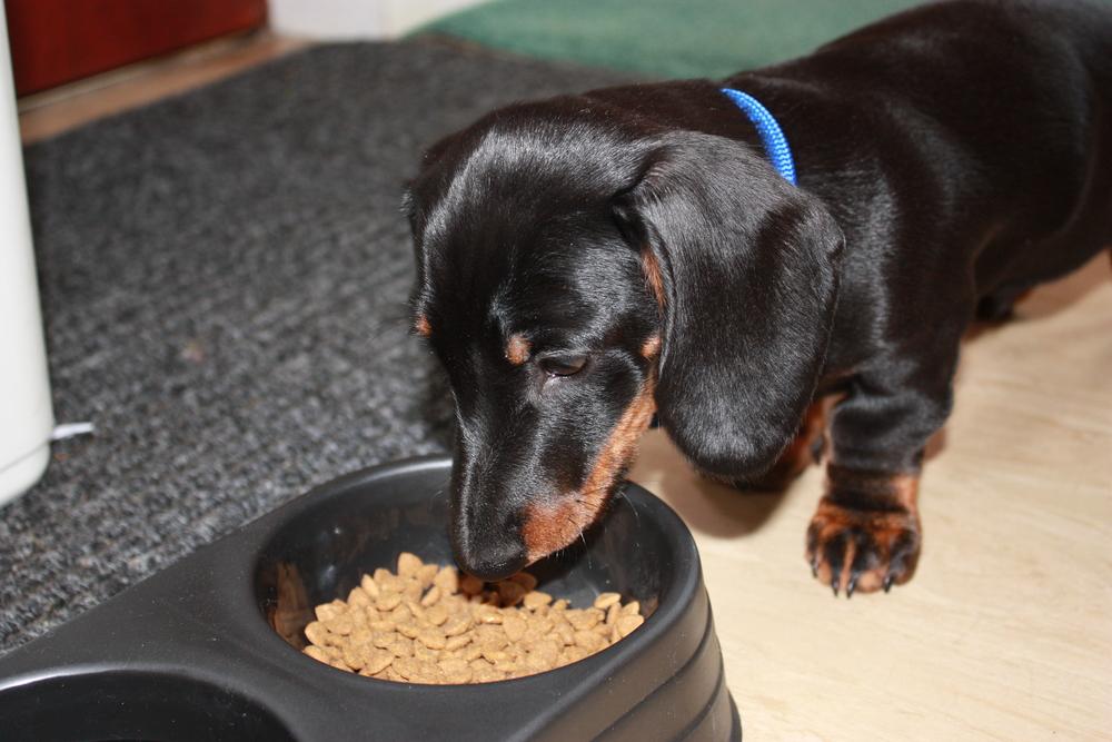 Healthy Foods for Dog